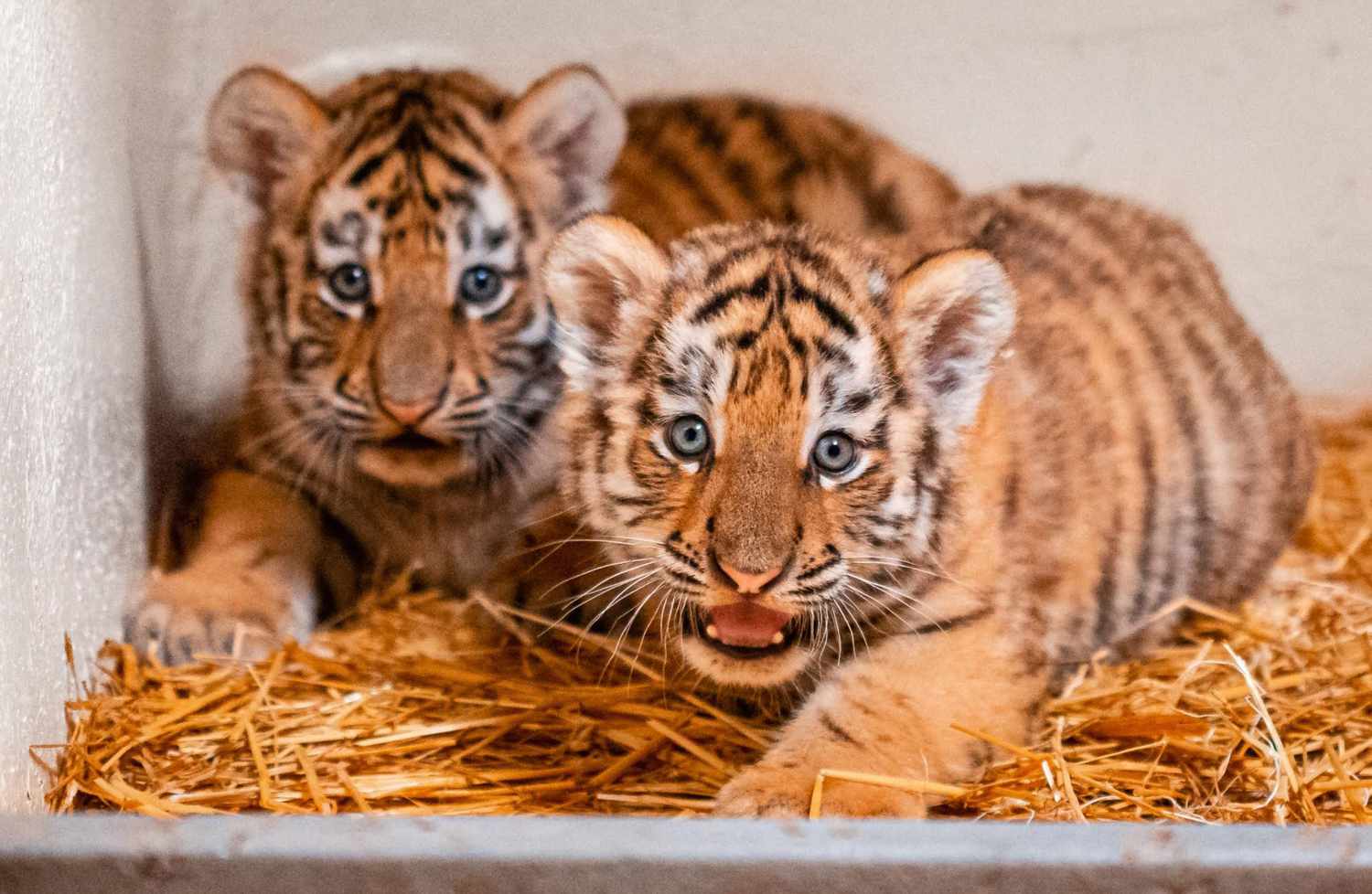 Toledo Zoo has two beautiful new Amur tiger cubs