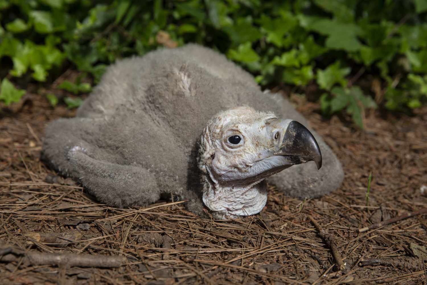 ZOO ATLANTA ANNOUNCES ITS FIRST-EVER HATCHING OF A LAPPET-FACED VULTURE CHICK