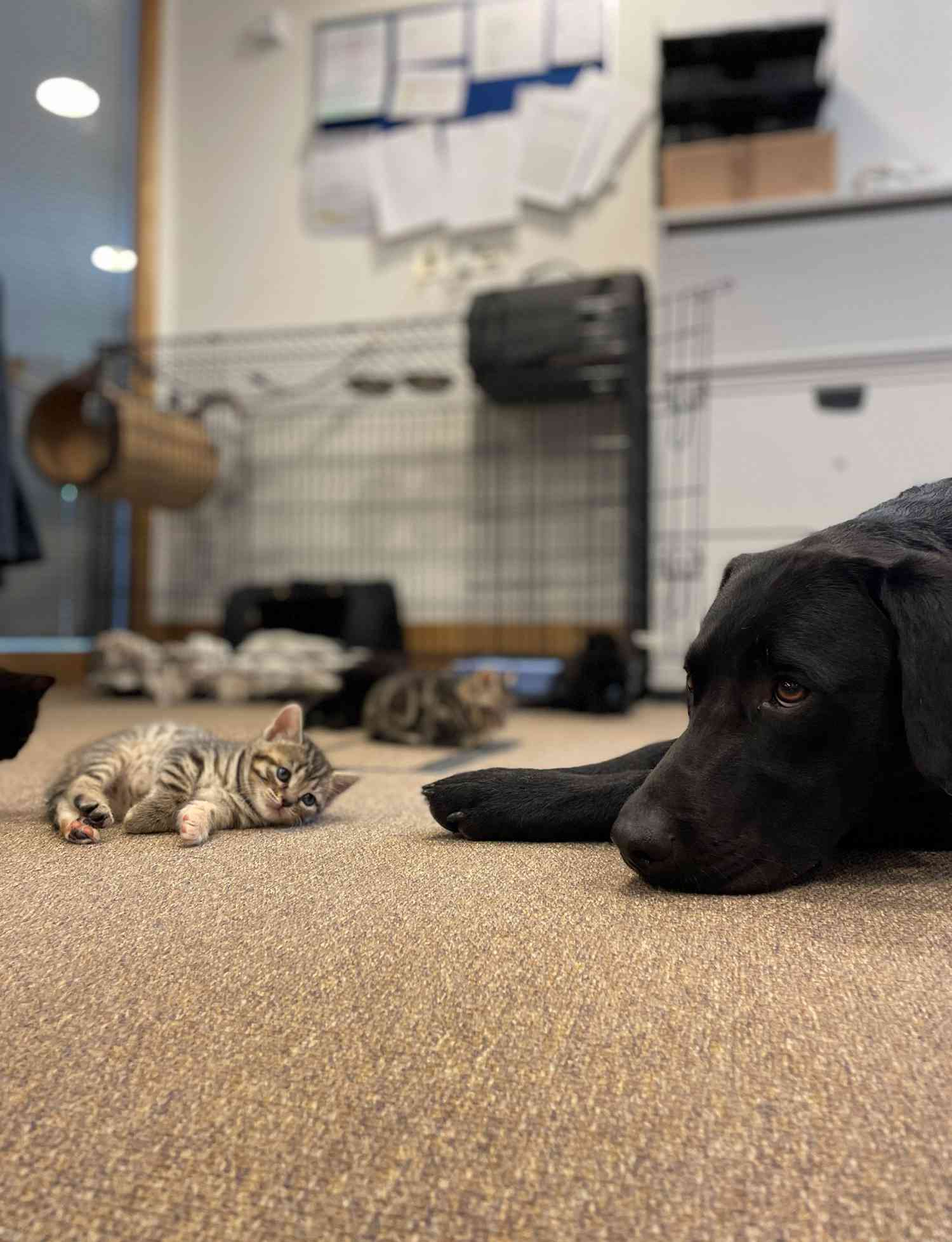 Bertie rescue dog raises motherless kittens