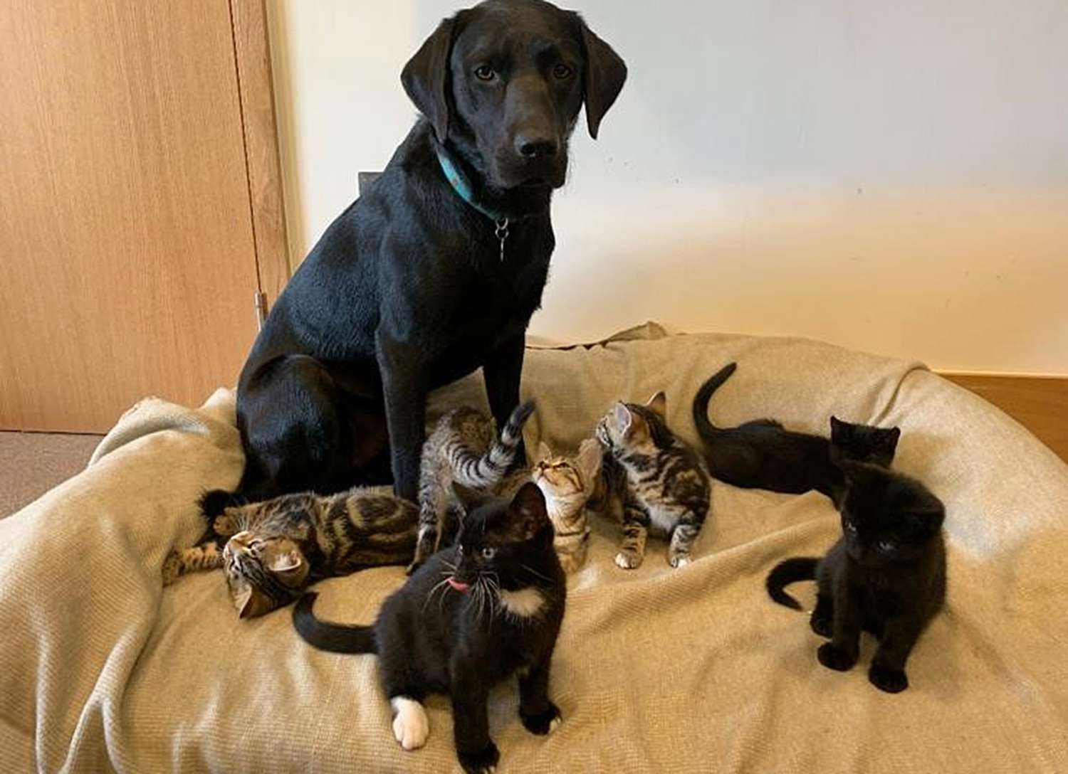 Bertie rescue dog raises motherless kittens