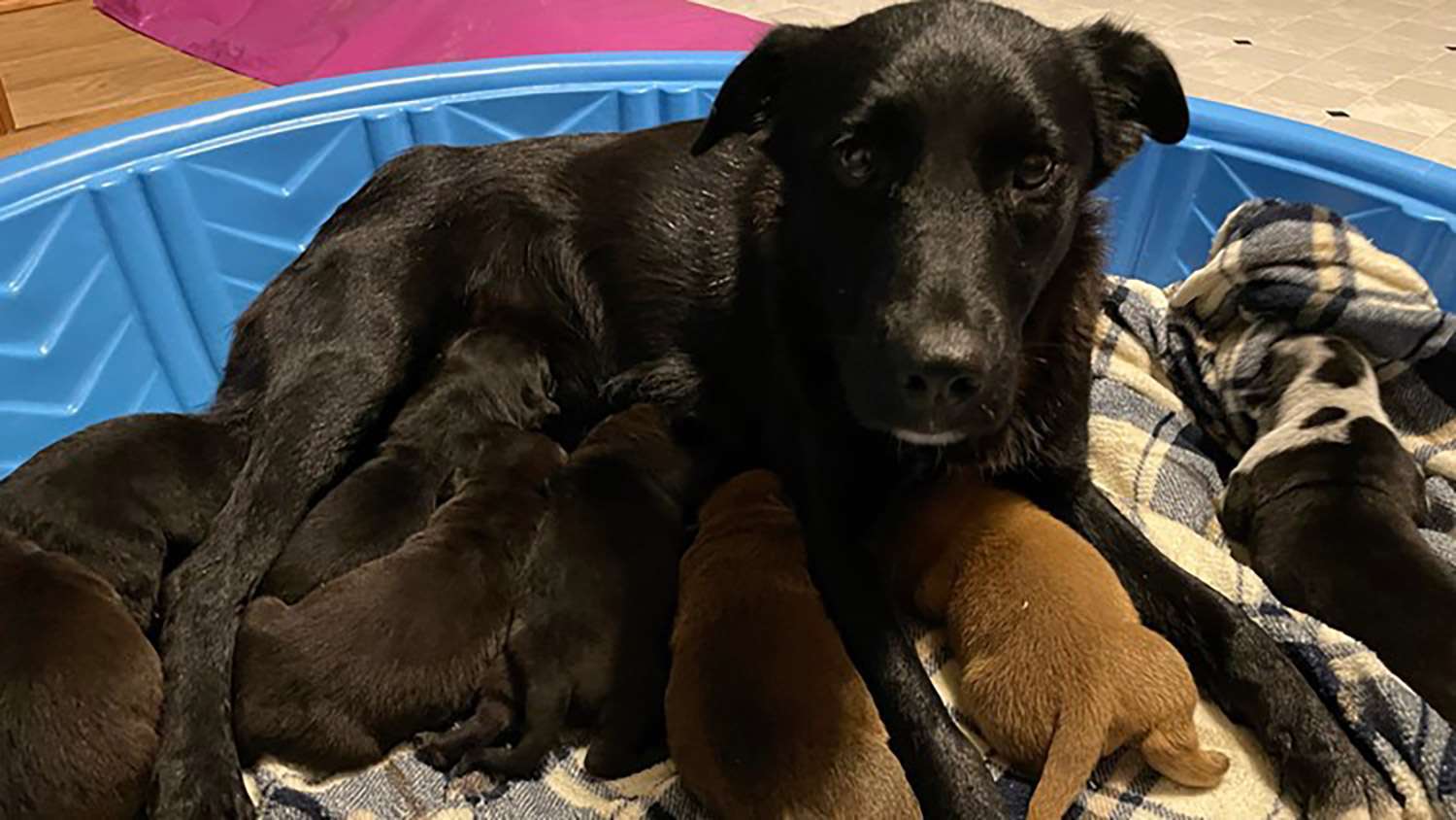 Pepper with foster puppies at Ruff Start Rescue