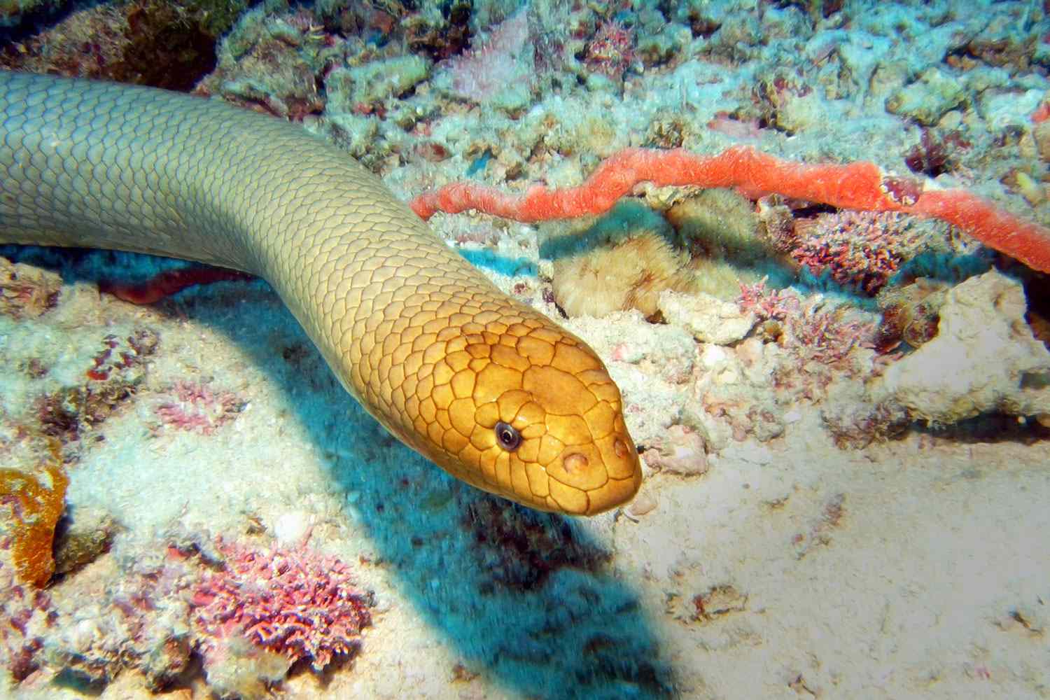Olive sea snake