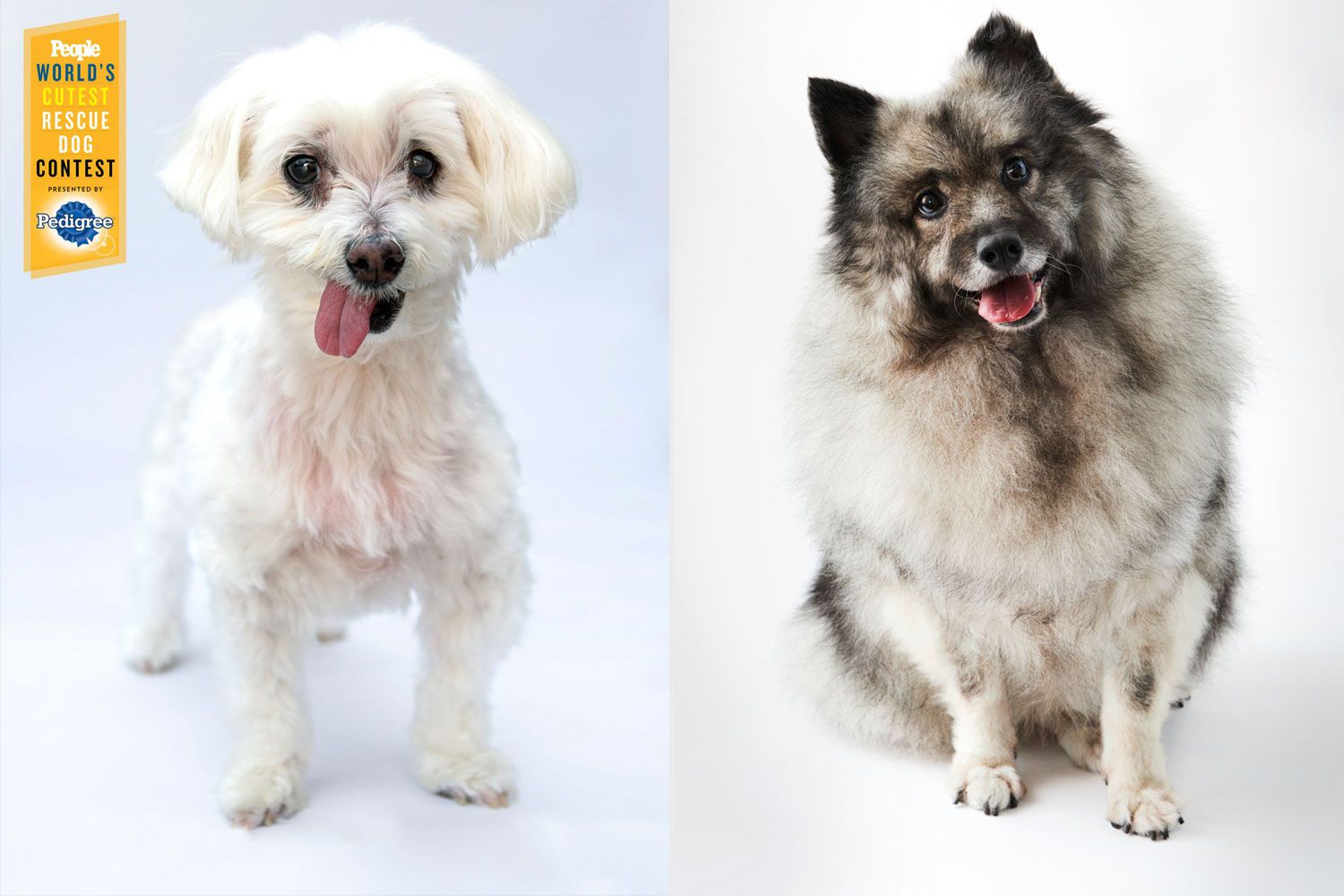 past cutest rescue dogs winners