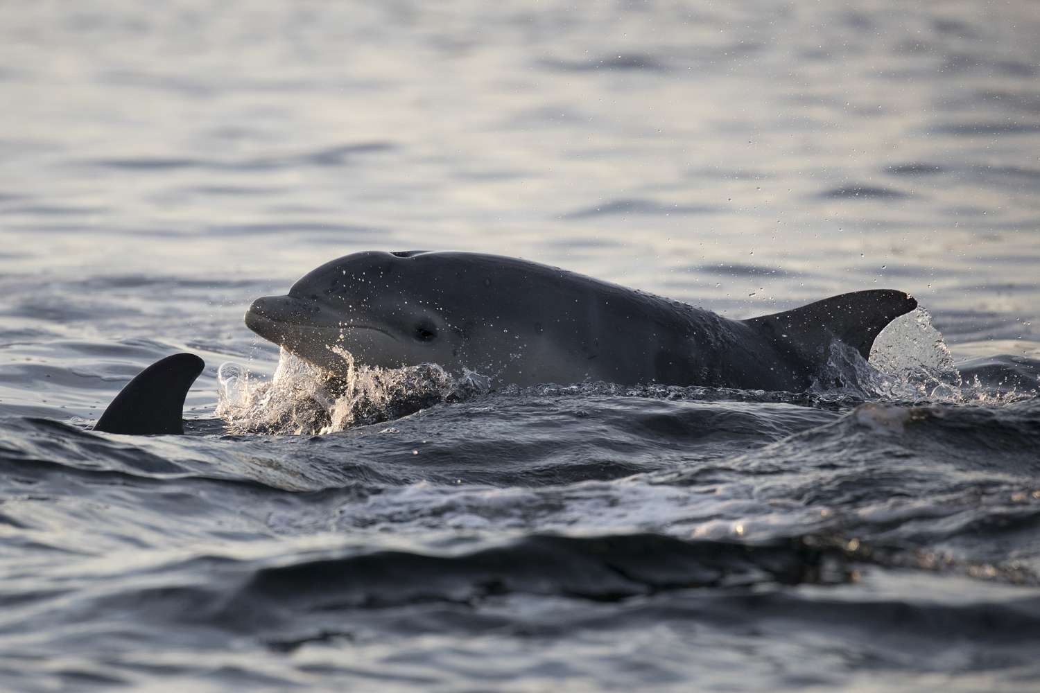 Bottlenose dolphins in the Moray Firth