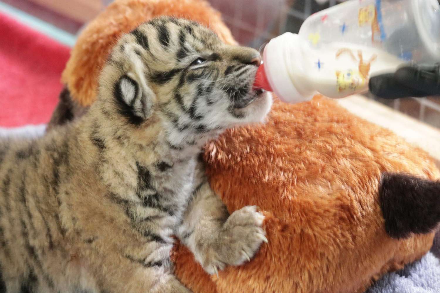 Dallas Zoo Announces Birth of First Tiger Cub in 70 Years