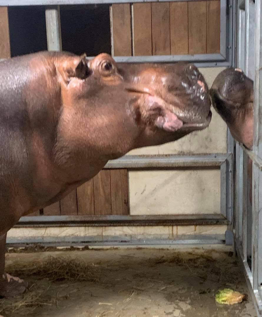Fiona the Hippo Meets new Male Hippo Tucker After the Death of Her Dad