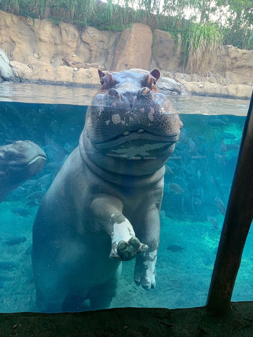 Fiona the Hippo Meets new Male Hippo Tucker After the Death of Her Dad