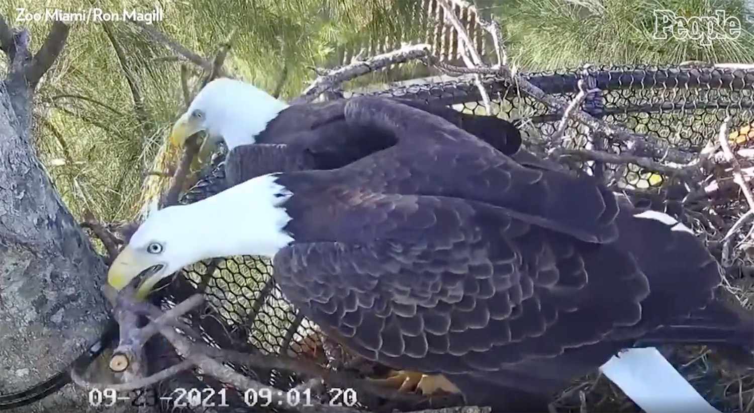 eagles repair nest together