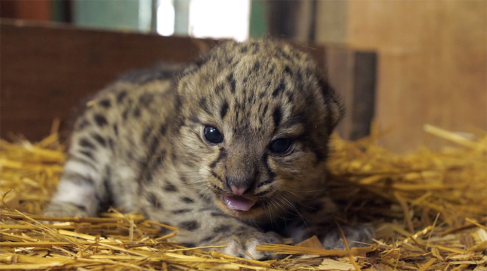 Snow Leopard born at The Big Cat Sanctuary
