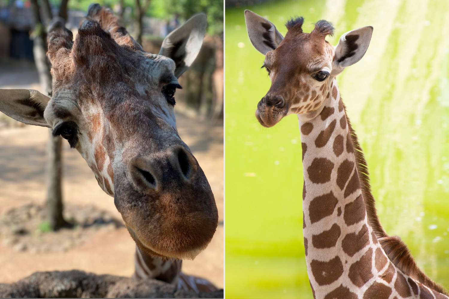 Dallas Zoo giraffe deaths