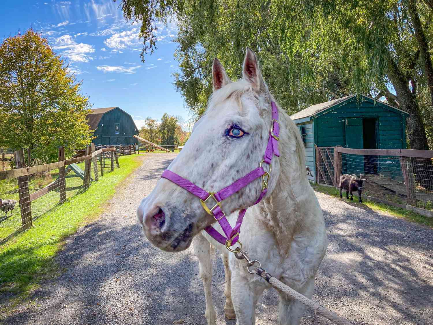 Blind horse farm animal rescue