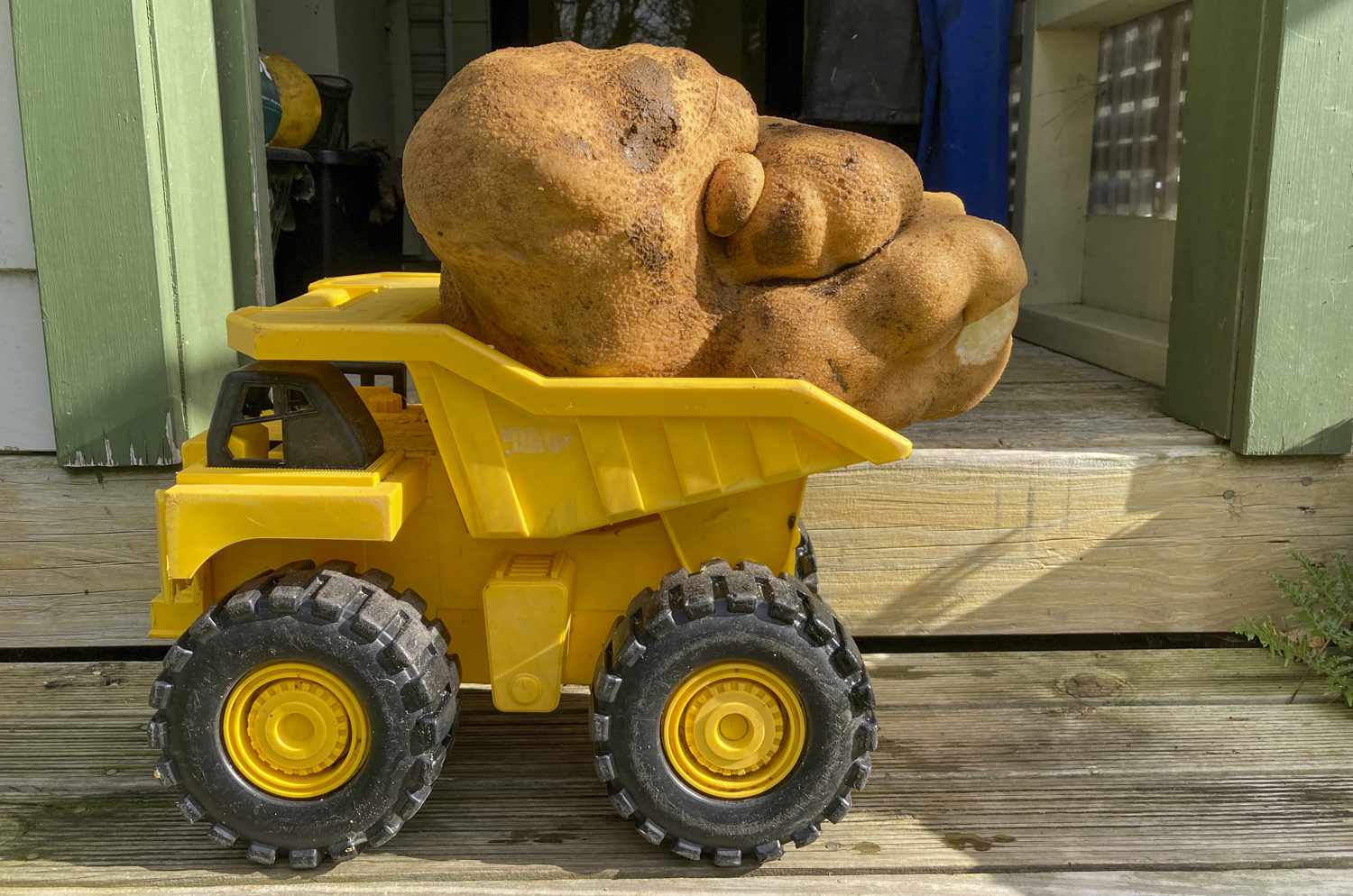 Yeni Zelanda Büyük Patates