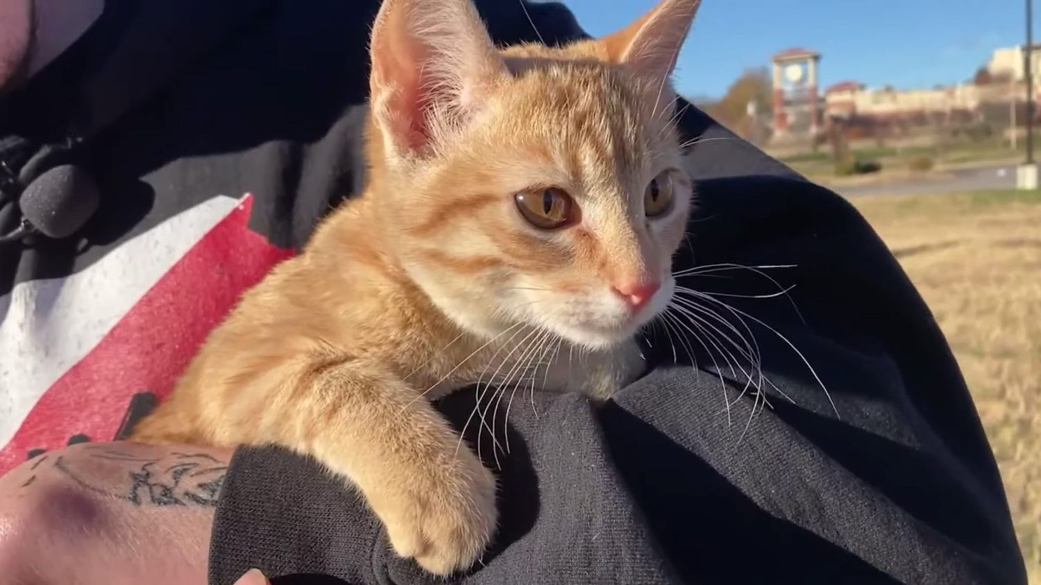 A family of Chiefs fans went on an Arrowhead Stadium tour and left with a cat they freed from a field goal net they say was wrapped around the kitten's neck.