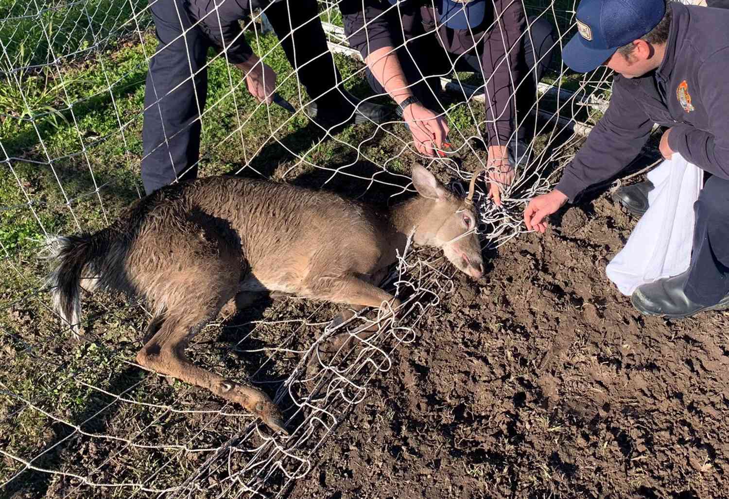 Deer stuck in net