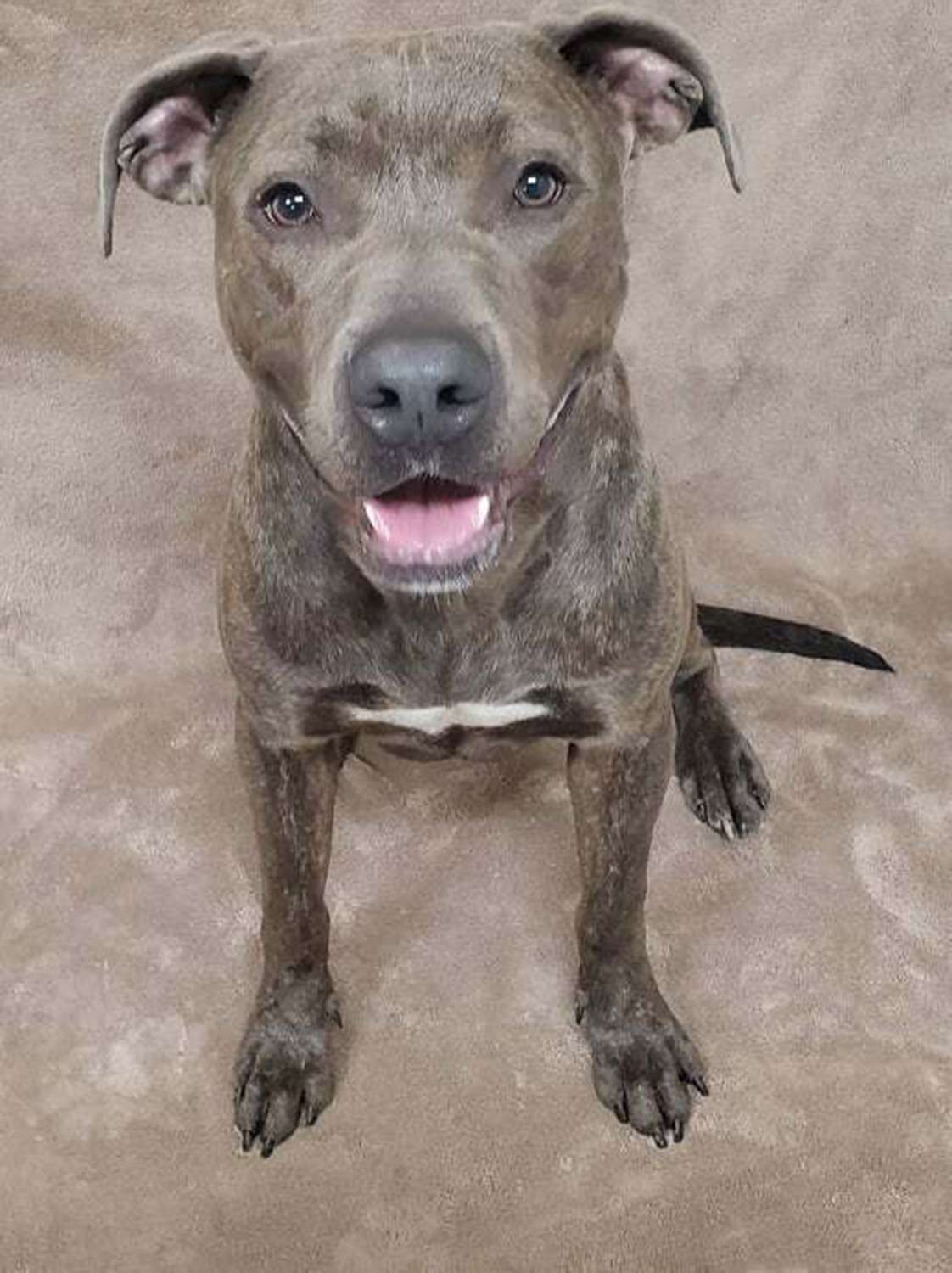 Connery the shelter dog