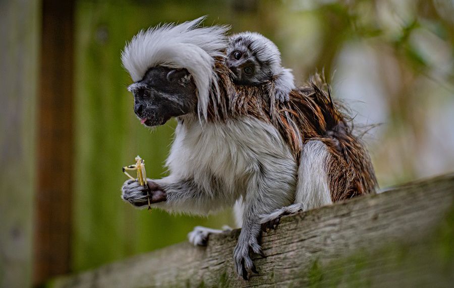 Cotton-Top Tamarin Monkey Born at Chester Zoo in England | PEOPLE.com