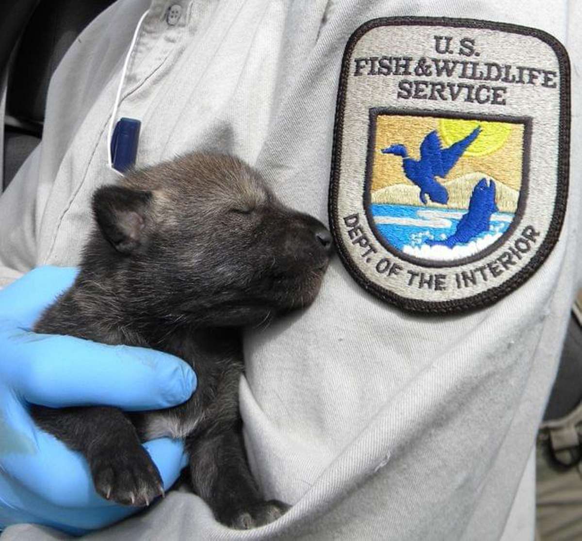 Wolf Pups. The Red Wolf Recovery Program Is Part Of The U.s. Fish And Wildlife Service
