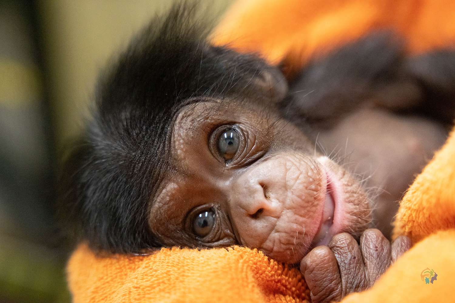 Stevie, the chimpanzee baby born to mother Binti at Zoo Knoxville