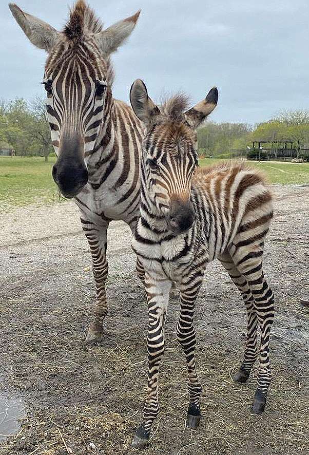 N.J. zoo welcomes baby zebras born just weeks apart