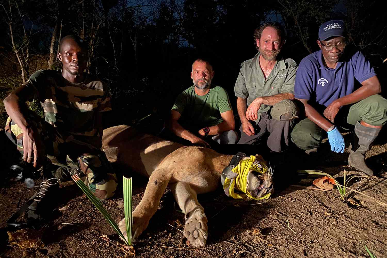 Panthera scientists and members of Senegal's Department of National Parks with an anesthetized and collared lion. Niokolo Koba National Park, Senegal. 2021.