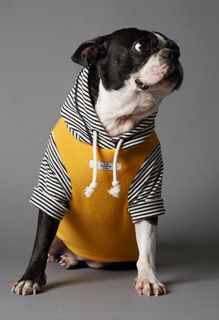 ropa, mascatas, perros, the striped dog