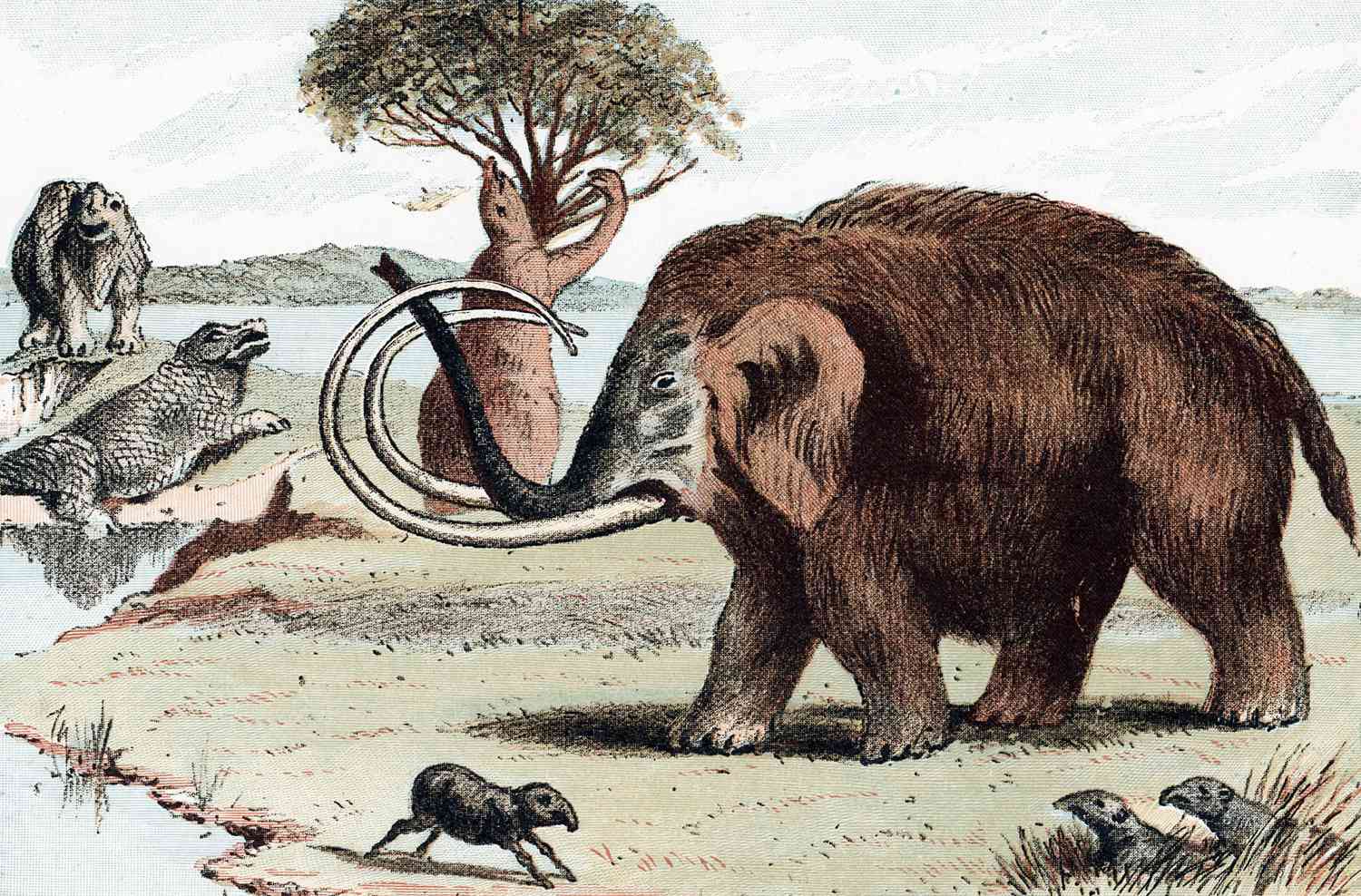 Woolly Mammoth (Mammuthus) extinct genus of elephant from Pleistocene Epoch (2,500,000 to 10,000 years ago) found in fossil deposits and in northern Europe as 30,000 year-old frozen carcasses in melting glaciers. From popular geology book published London