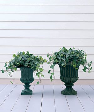 When potting ivy, make sure the containers have enough depth to allow for proper drainage.
