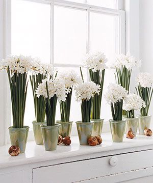 Paperwhite Bunches and Bulbs