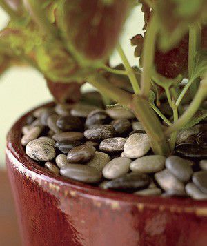 Stones used to insulate a potted plant