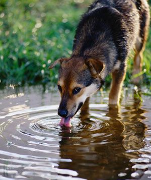 Dog drinking dirty water out of lake