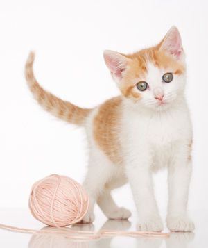 Small kitten next to pink ball of yarn