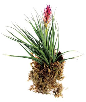 Air plant with pink flower