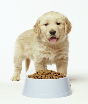 Golden Retriever puppy in front of food dish
