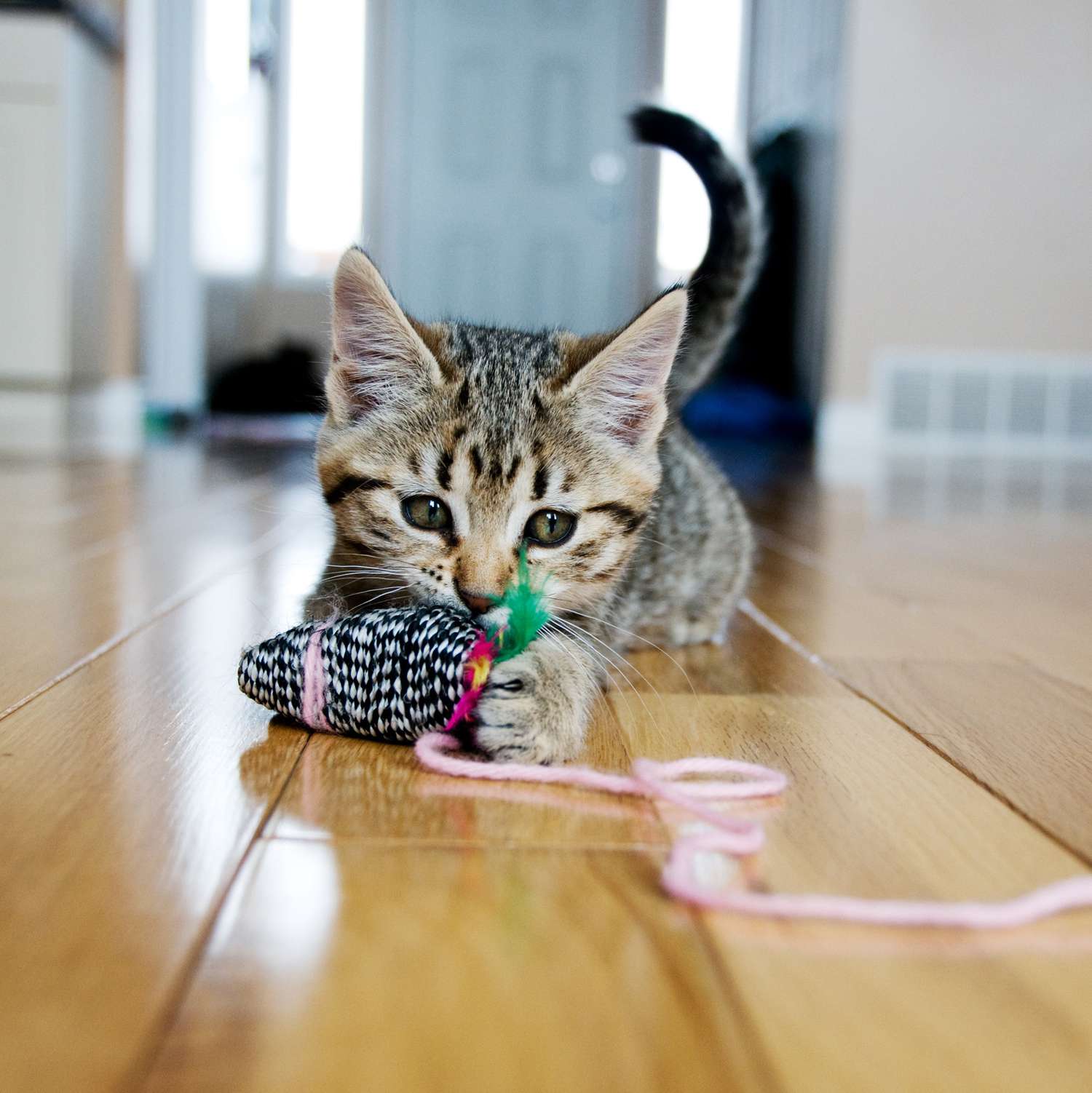 kitten playing