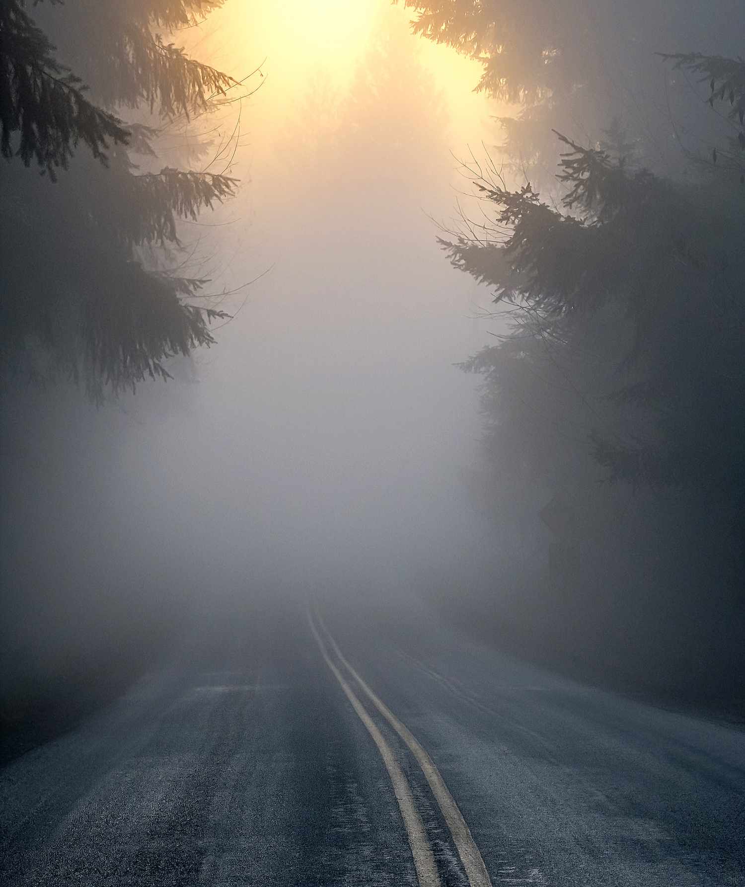 Road with trees and fog