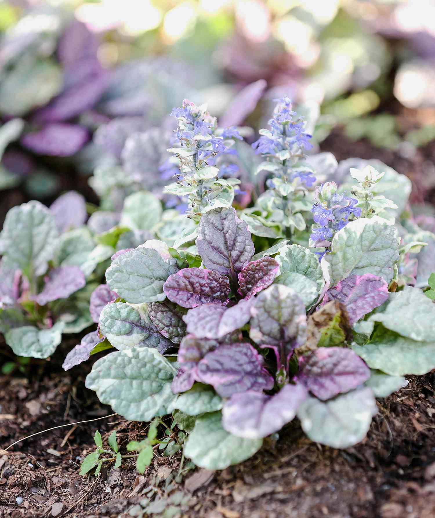 15 Impossible To Kill Outdoor Plants Real Simple,What Colour Goes With Light Grey Clothes