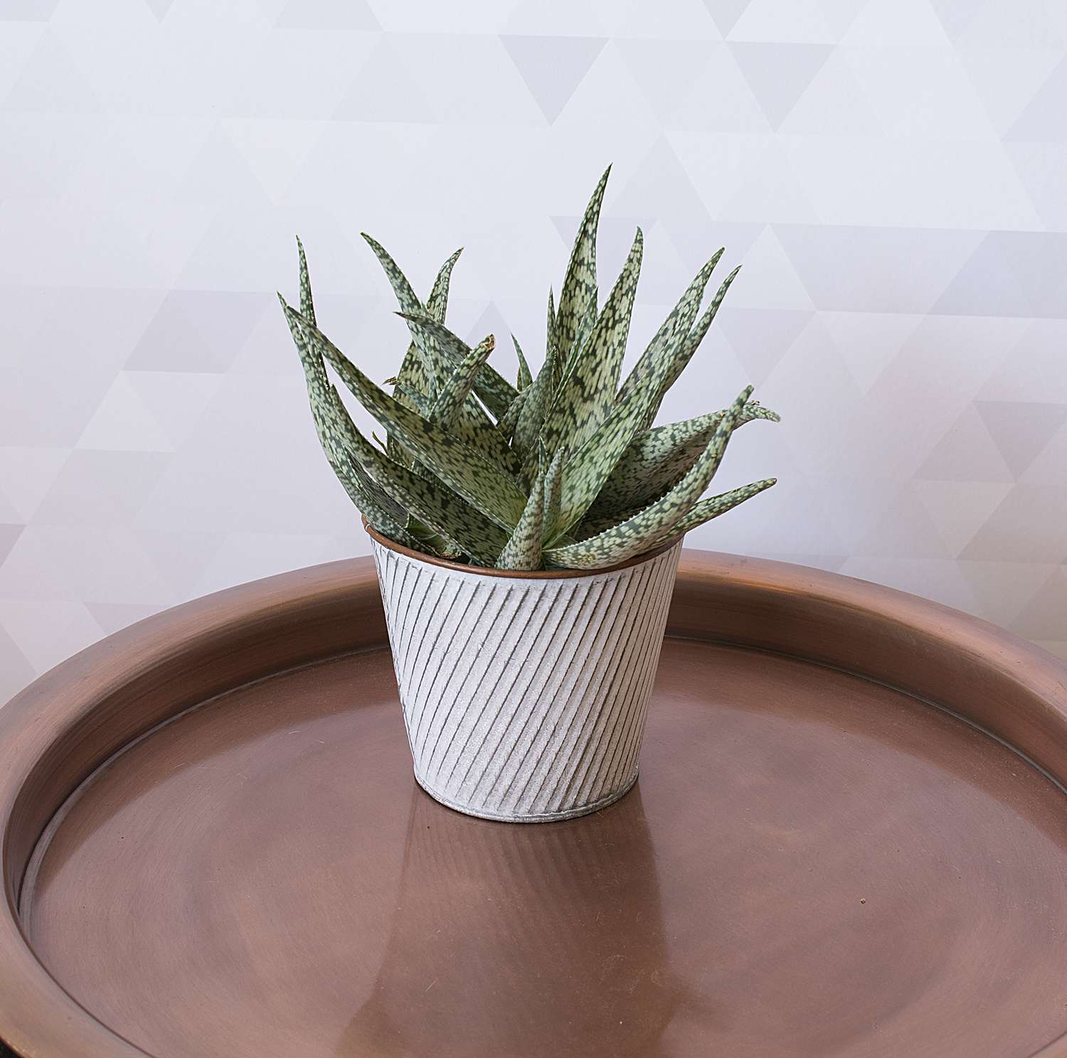 In a Dry Room: Aloe