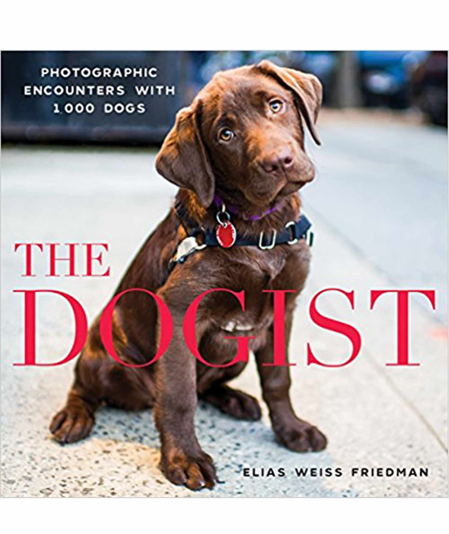 The Dogist, by Elias Weiss Friedman