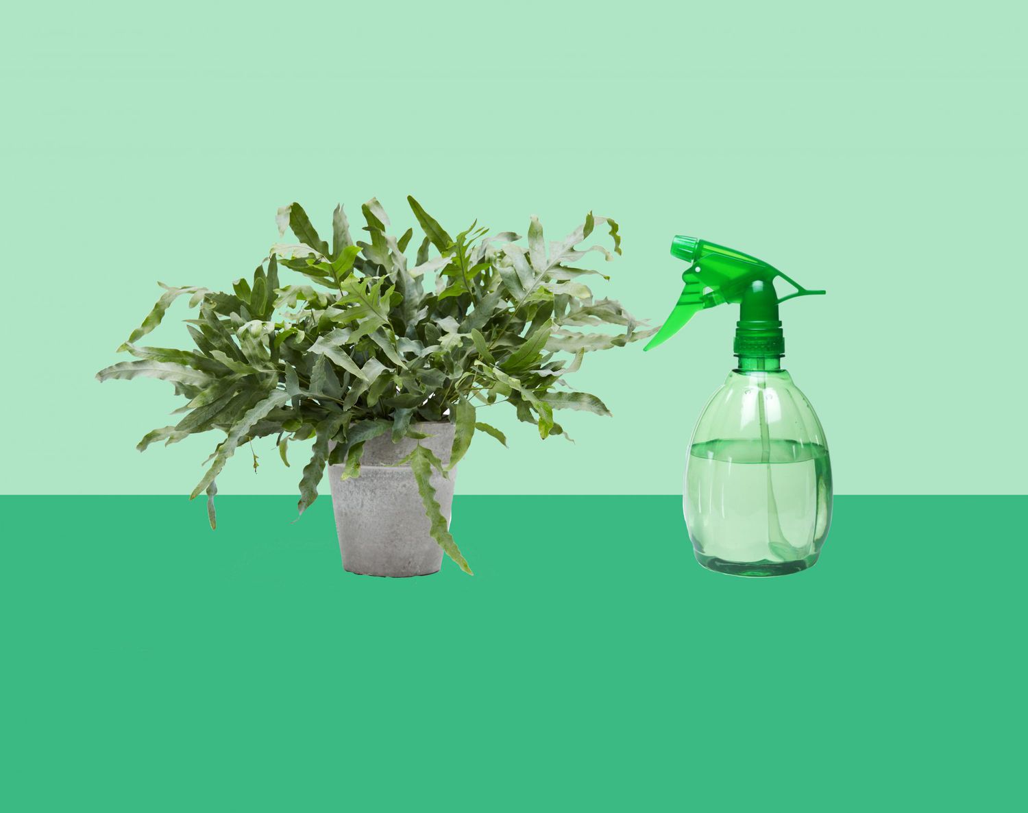 Things You Should Do For Your House Plants (Besides Just Watering Them)