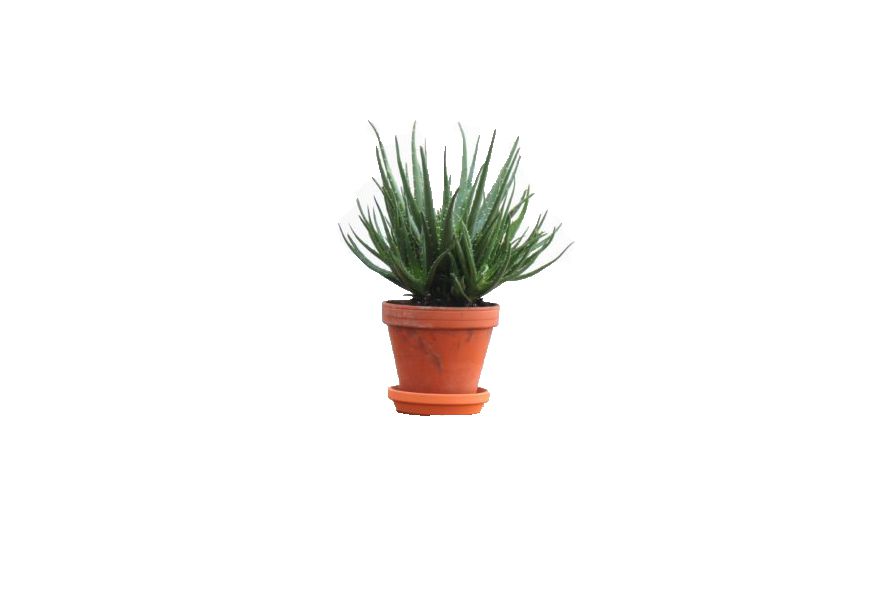 Best Indoor Plants 2019 - Hedgehog Aloe