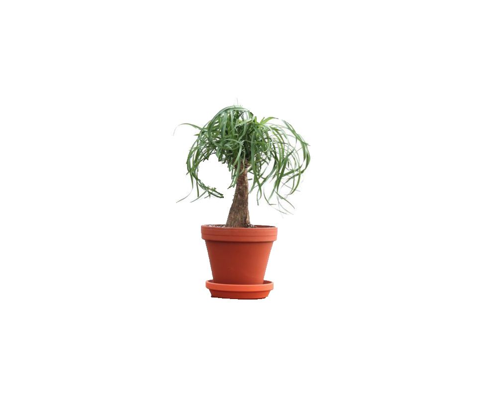 Best Indoor Plants 2019 - Ponytail Palm
