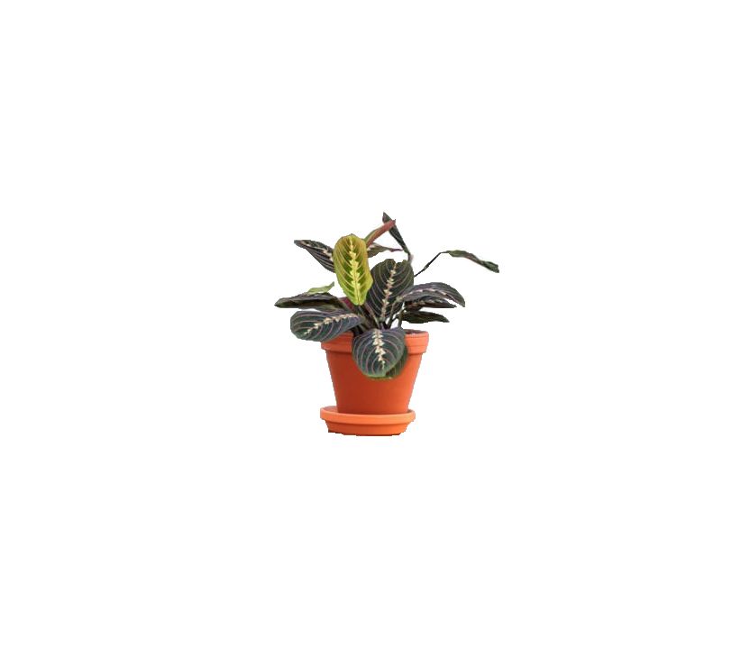Best Indoor Plants 2019 - Red Prayer Plant