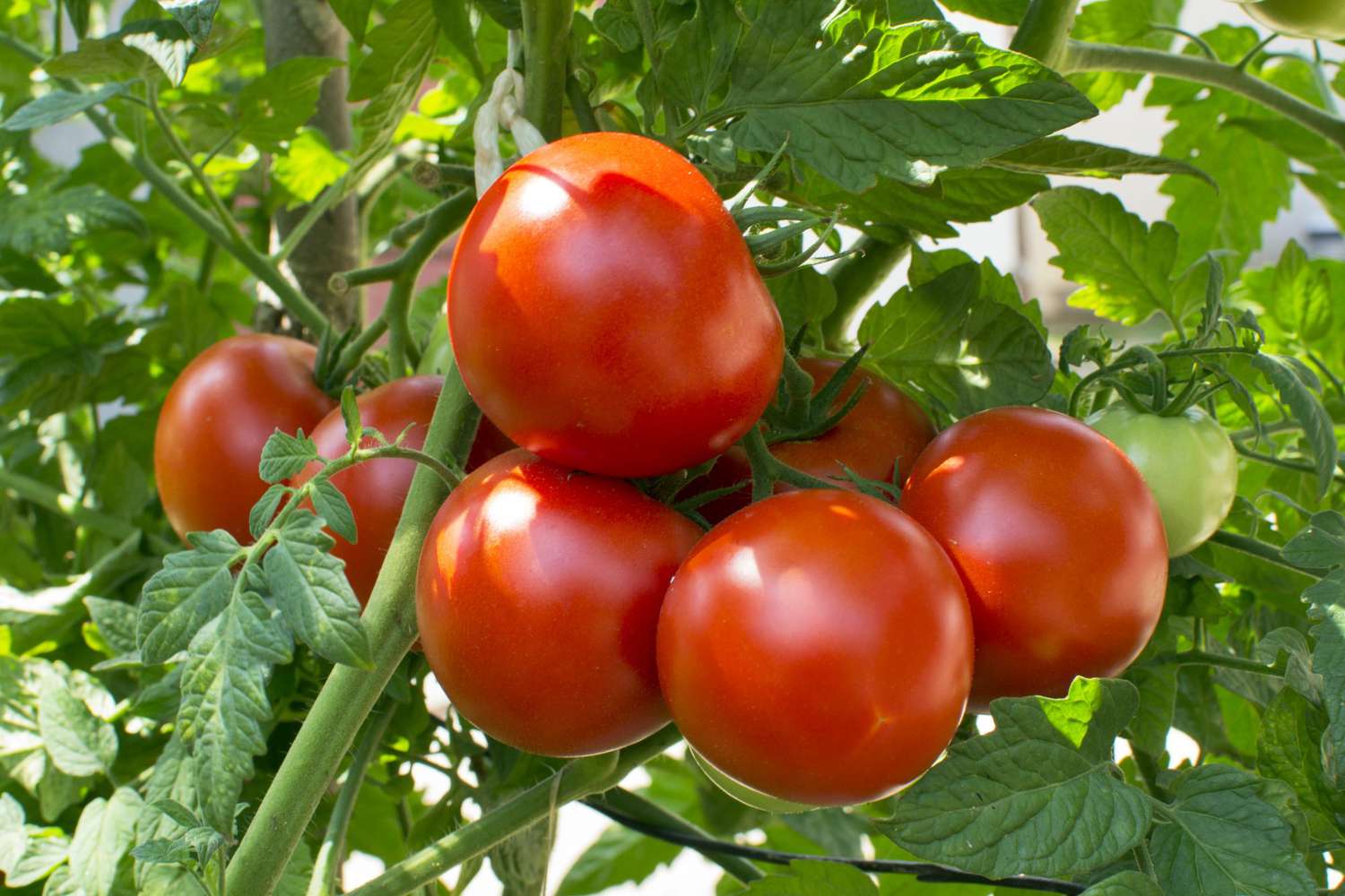 how-to-grow-tomatoes: tomatoes on the vine