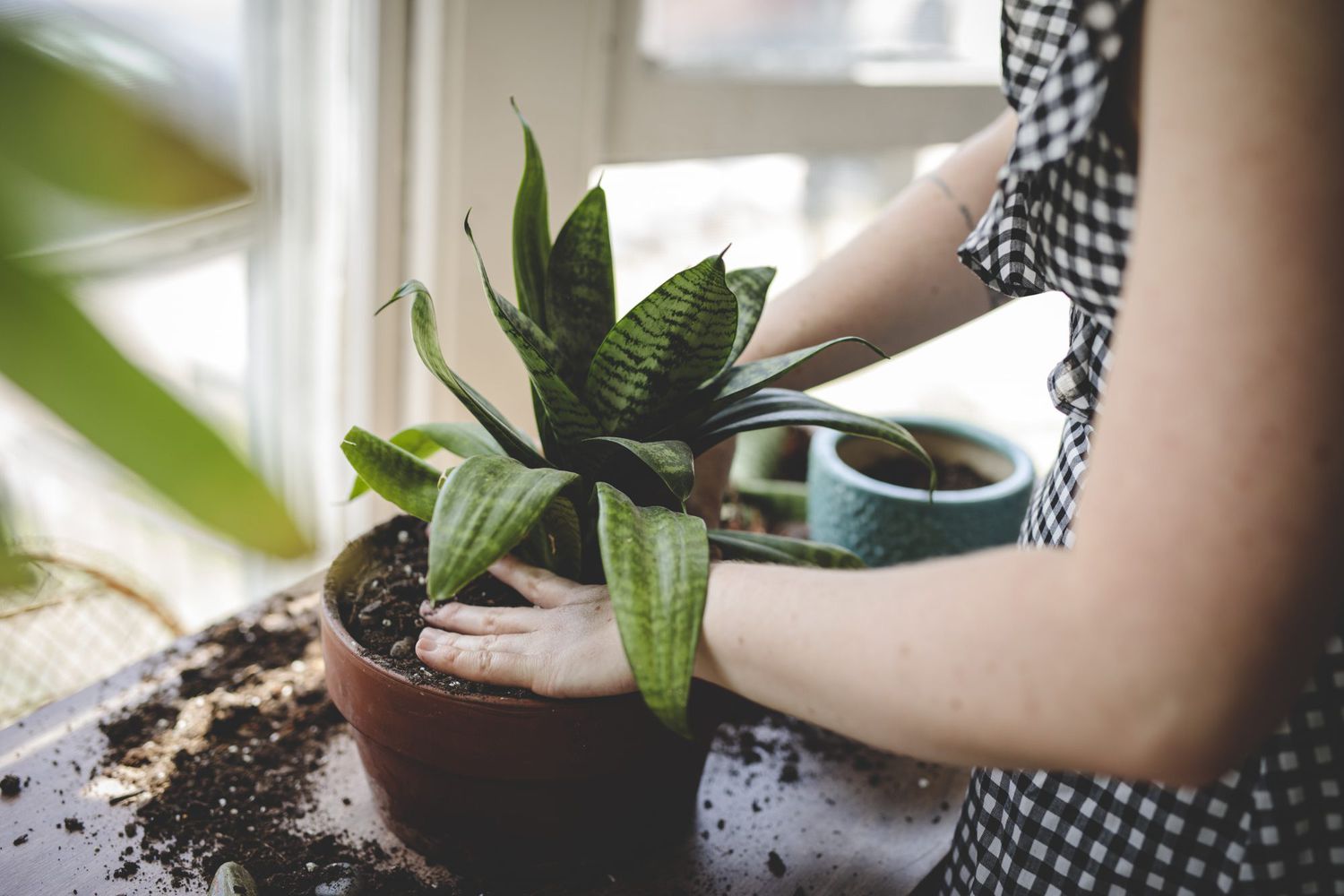 How to Fertilize Houseplants, woman caring for plant