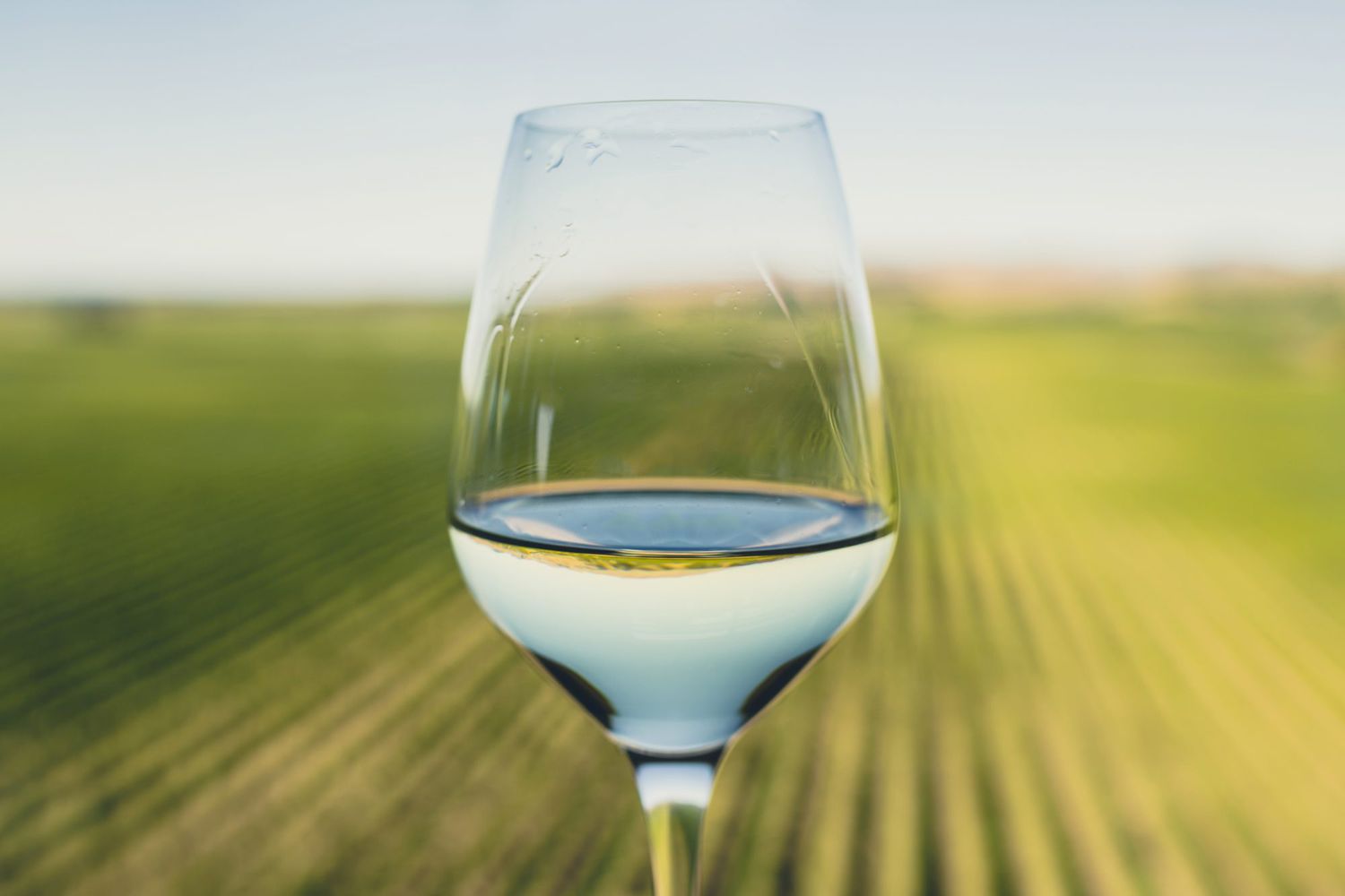What-is-sustainable-wine