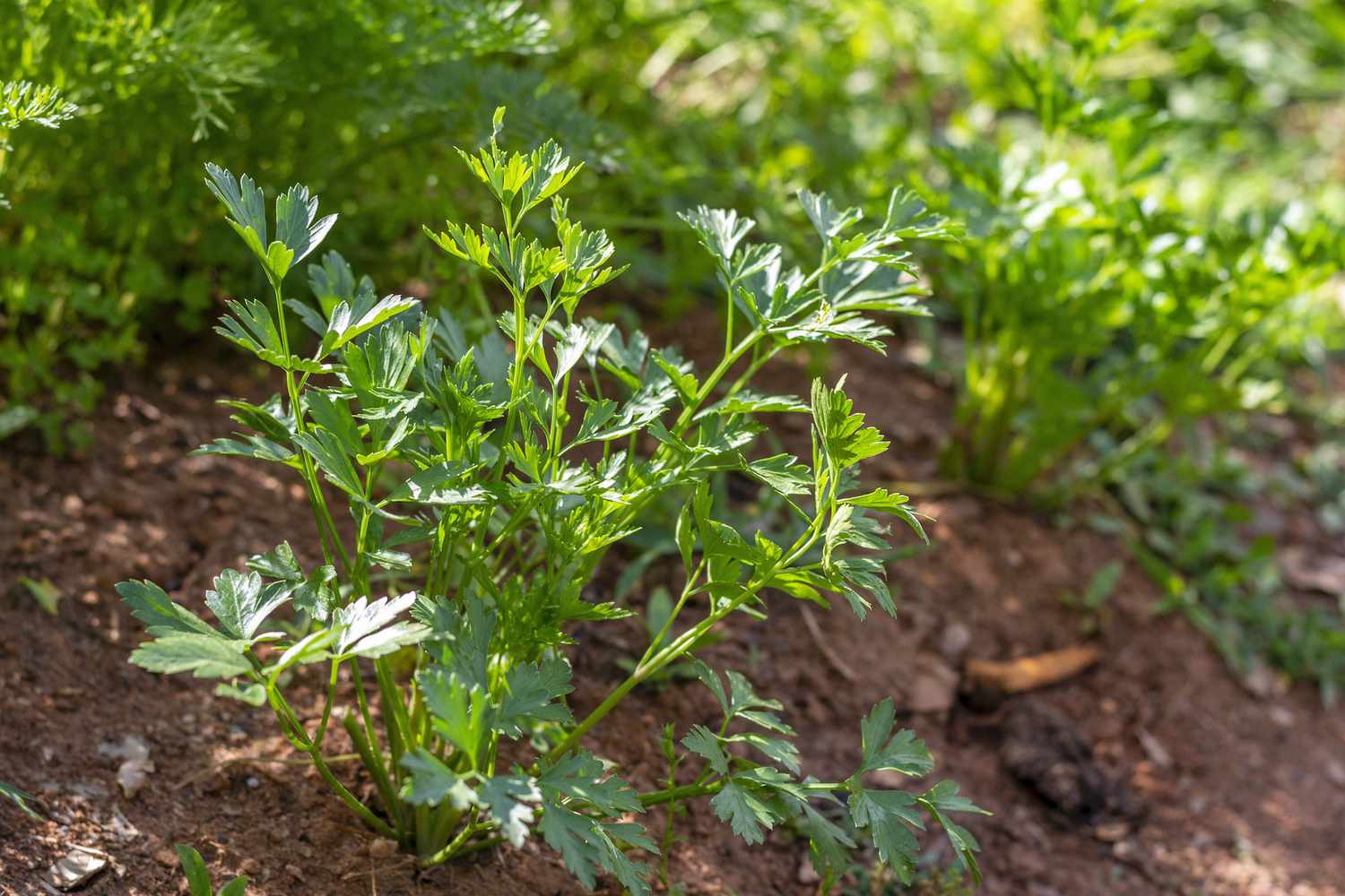 Parsley in Red Clay Soil