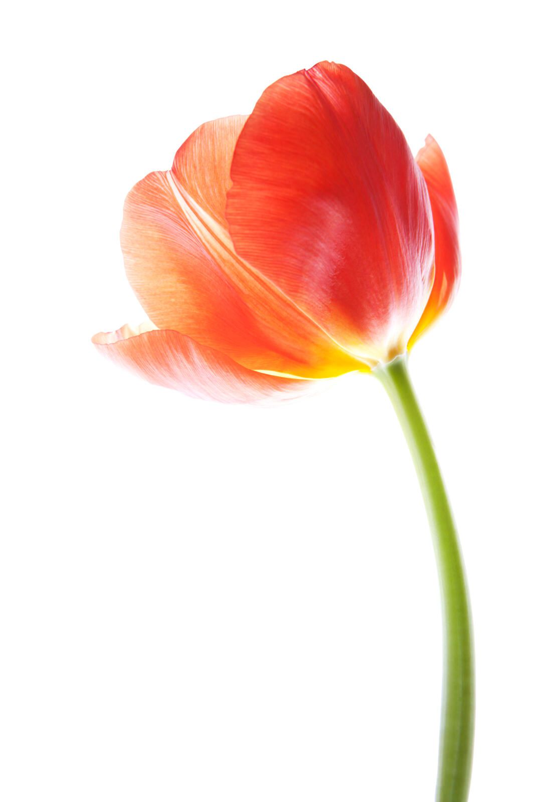 Tulips Flower Care Tips