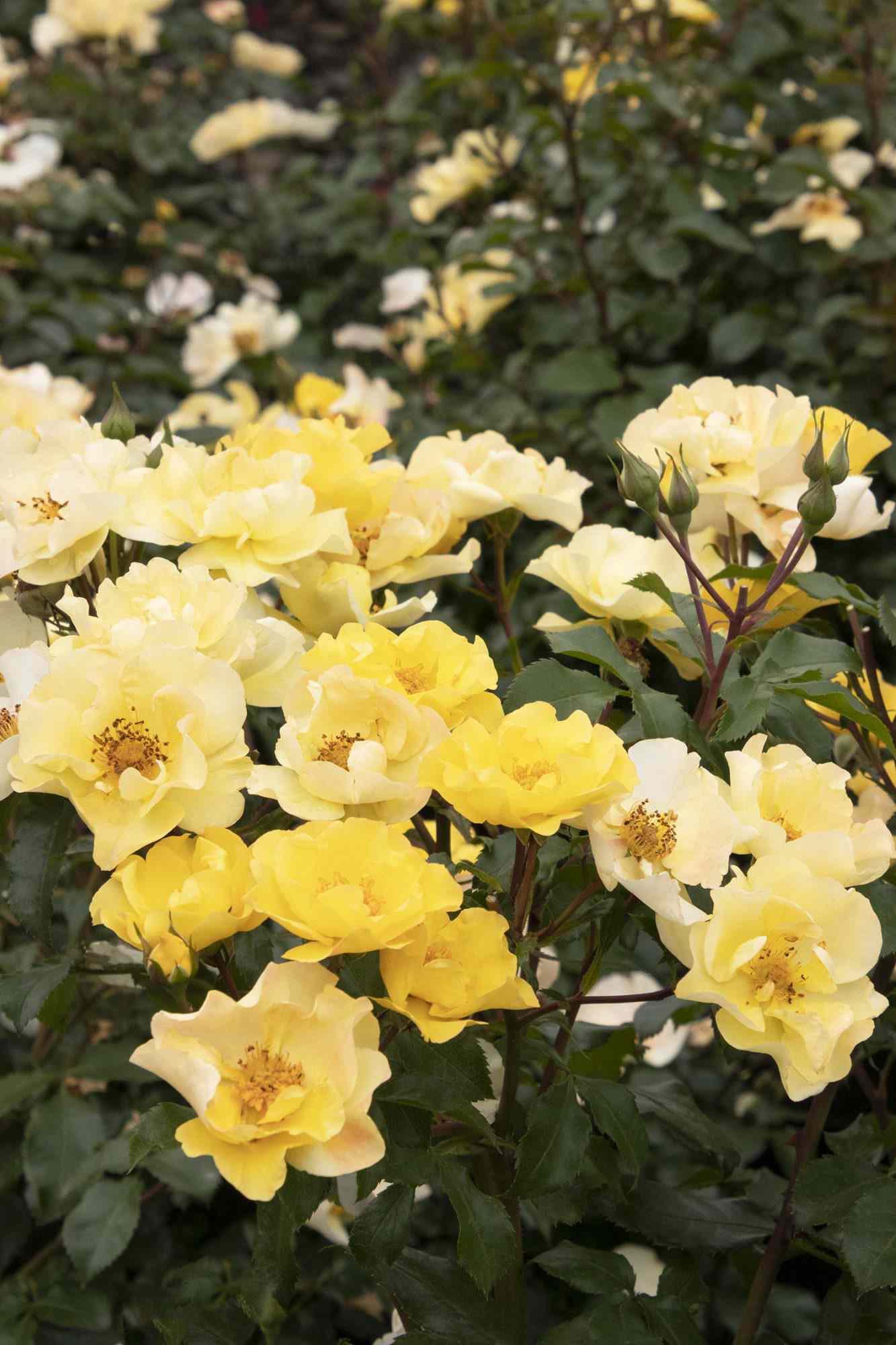 Easiest Roses, Nitty Gritty Yellow Blooms