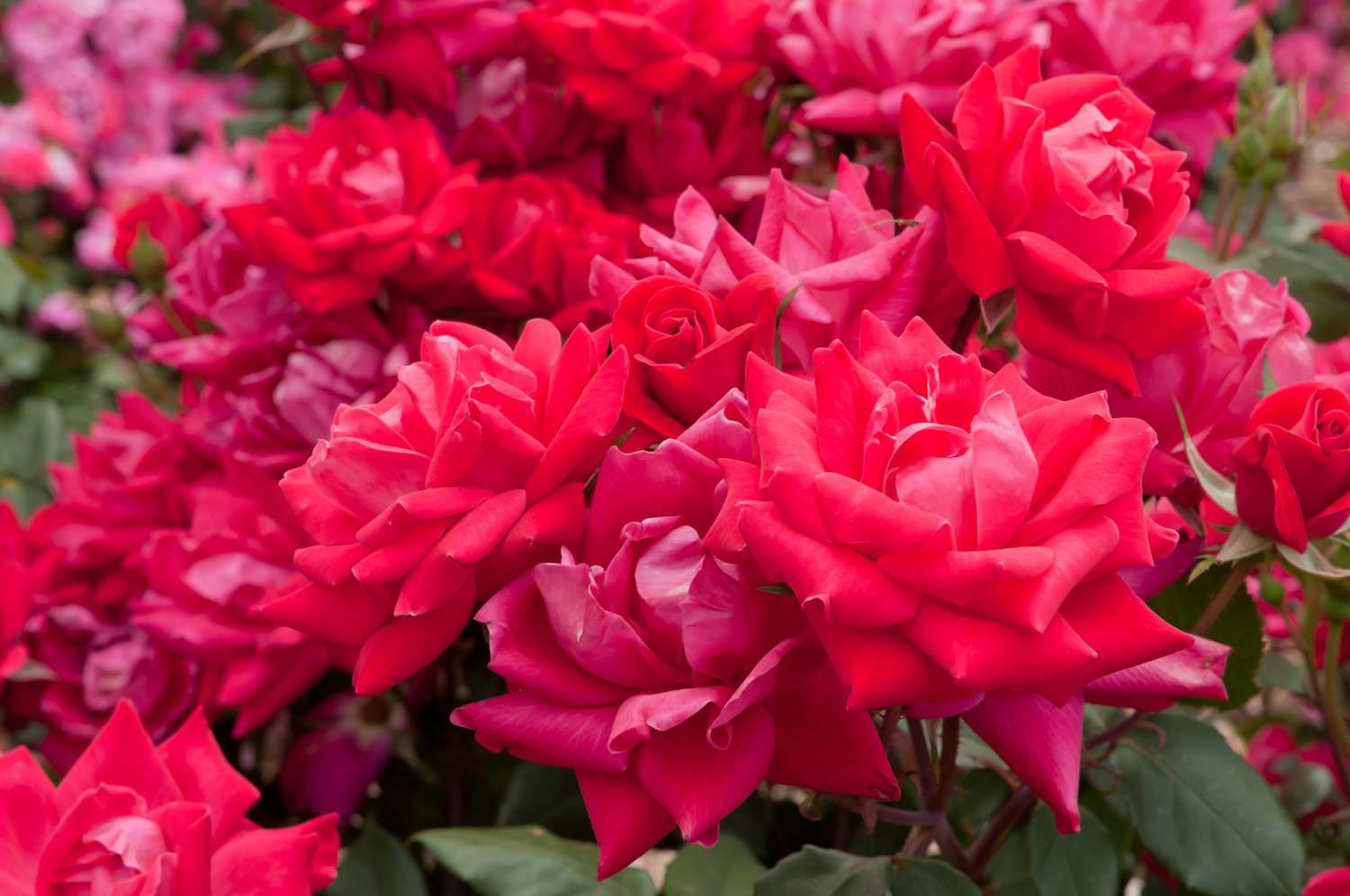 12 Easiest Roses to Grow, red roses