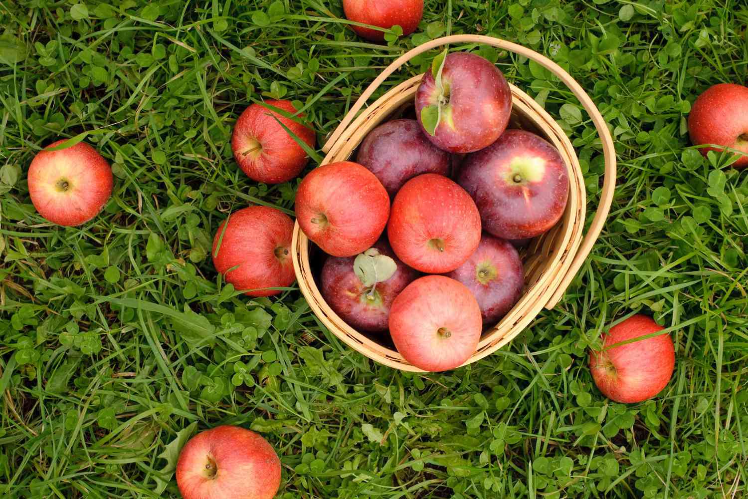 20 Best Apple Orchards in the US According to Yelp
